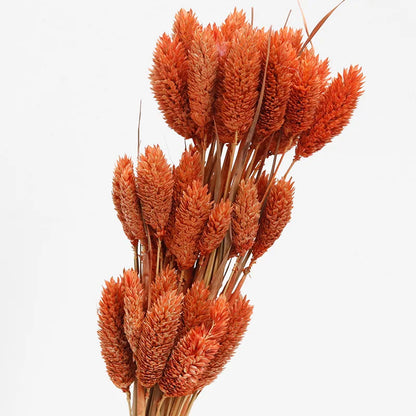 Boho Gem Phalaris & Bunny Tail Grass Bouquet – Perfect for Weddings & Decor!
