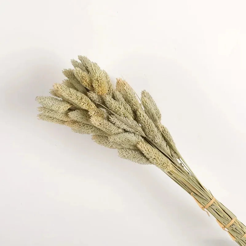 Boho Gem Phalaris & Bunny Tail Grass Bouquet – Perfect for Weddings & Decor!