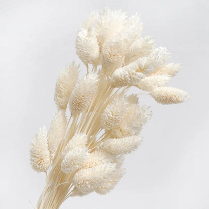 Boho Gem Phalaris & Bunny Tail Grass Bouquet – Perfect for Weddings & Decor!