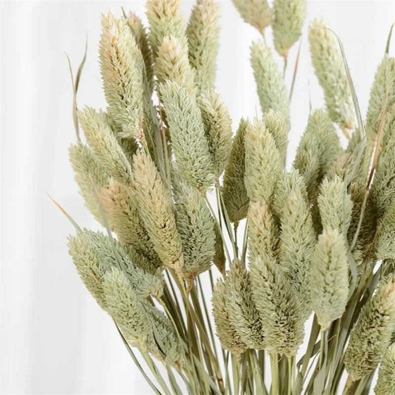 Boho Gem Phalaris & Bunny Tail Grass Bouquet – Perfect for Weddings & Decor!
