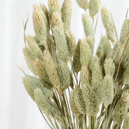 Boho Gem Phalaris & Bunny Tail Grass Bouquet – Perfect for Weddings & Decor!