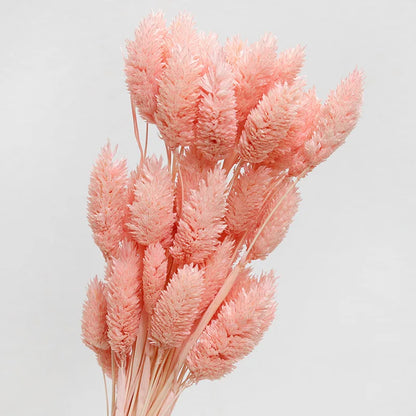 Boho Gem Phalaris & Bunny Tail Grass Bouquet – Perfect for Weddings & Decor!