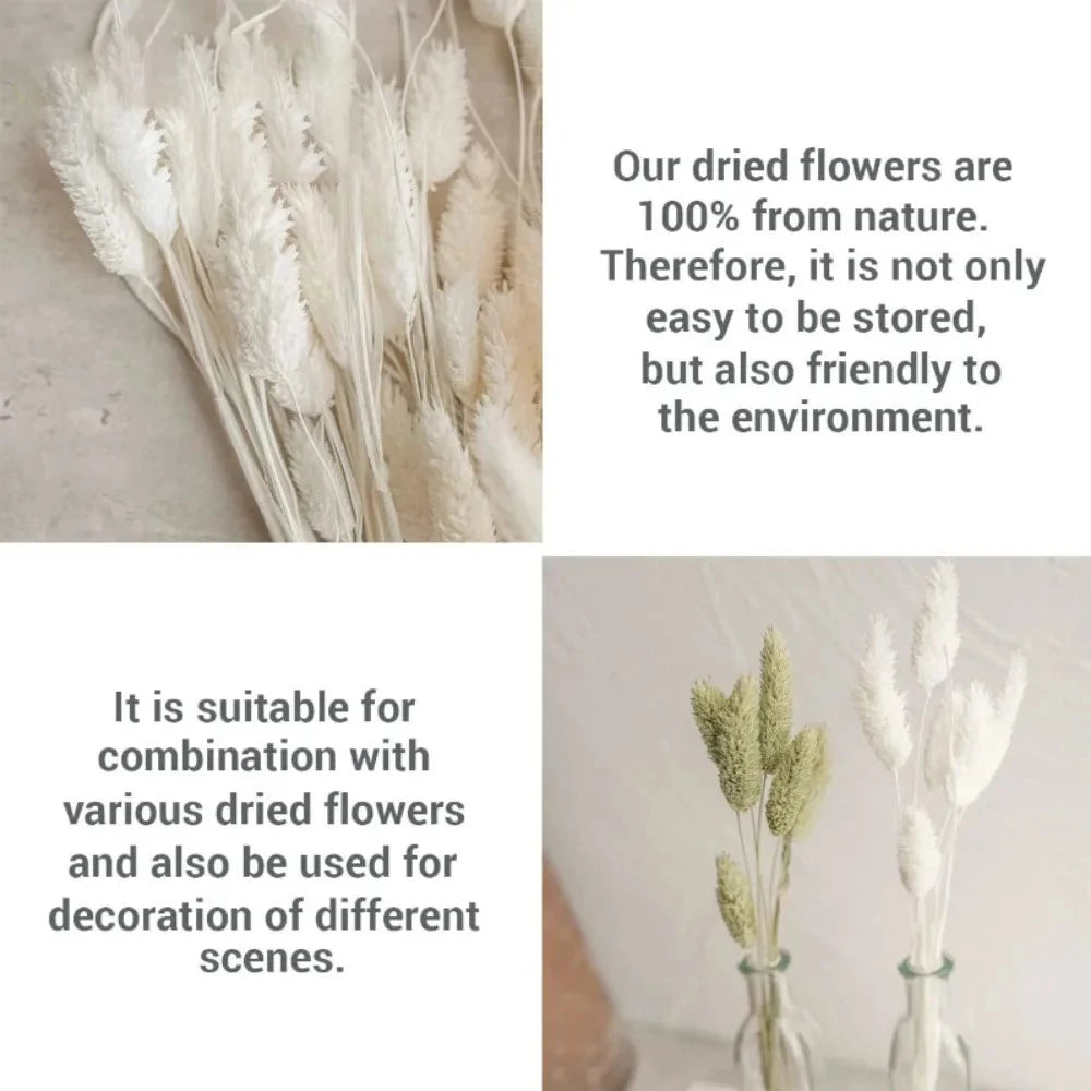 Boho Gem Phalaris & Bunny Tail Grass Bouquet – Perfect for Weddings & Decor!