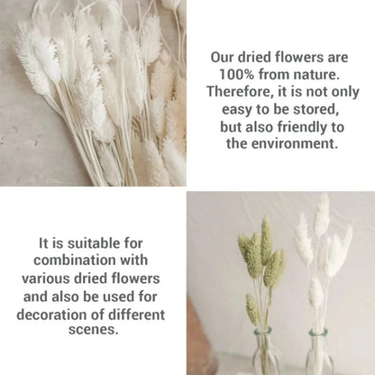 Boho Gem Phalaris & Bunny Tail Grass Bouquet – Perfect for Weddings & Decor!