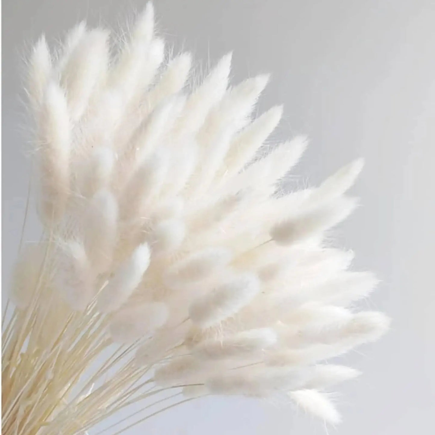 Boho Gem Phalaris & Bunny Tail Grass Bouquet – Perfect for Weddings & Decor!